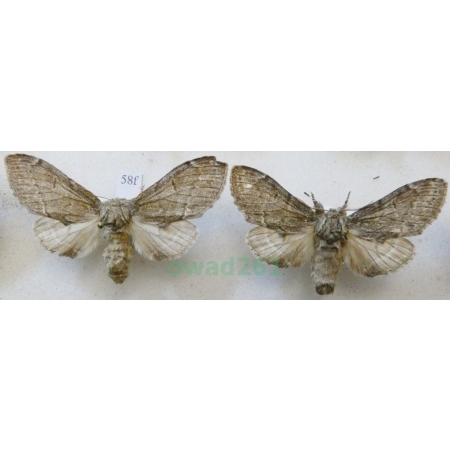 Notodonta torva (Hübner, 1803) pair Garbatka pomianówka Czech58f